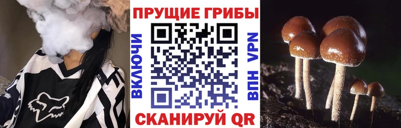 Галлюциногенные грибы Psilocybine cubensis  закладка  omg ТОР  Сатка 